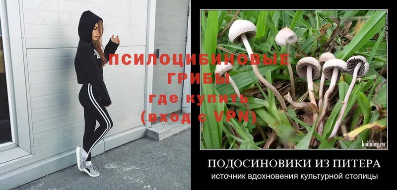 наркота  Заречный  Галлюциногенные грибы Psilocybe 