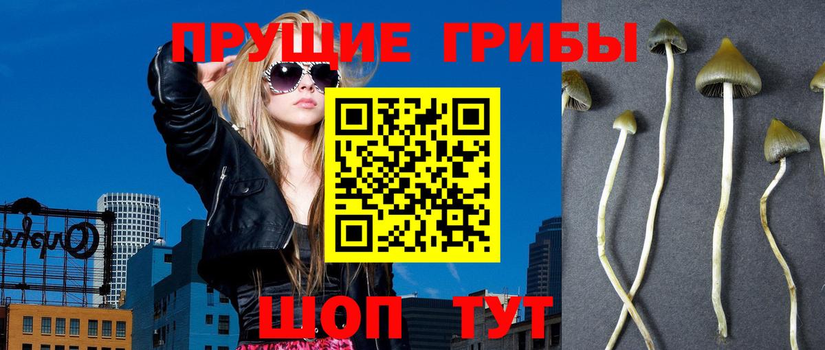 Галлюциногенные грибы Psilocybine cubensis  Вход с VPN  цена   Заречный 