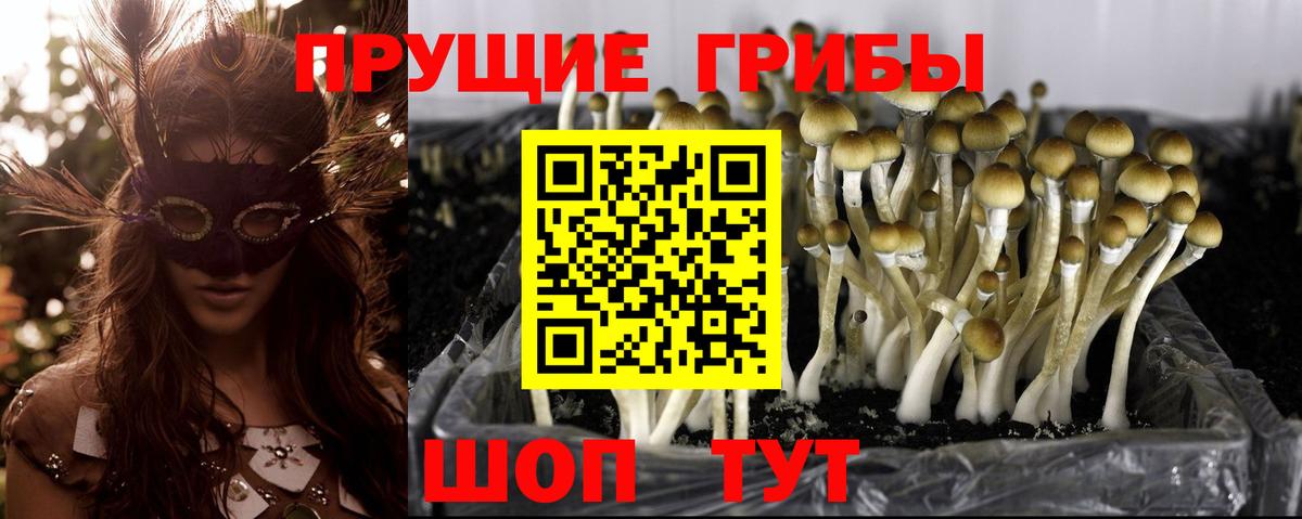 Псилоцибиновые грибы GOLDEN TEACHER Заречный